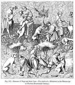 Câini de vânătoare