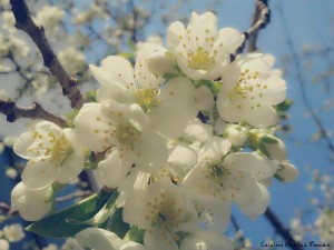 Floriile-Foto-Cristina-Nichitus-Roncea