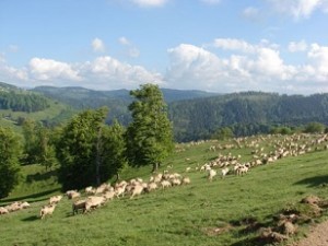 turma de oi sfantul dumitru